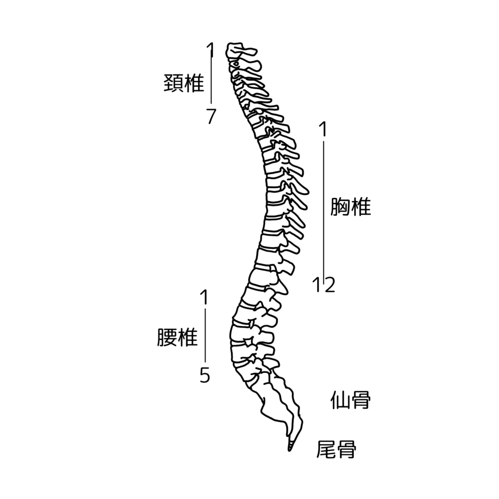 背骨の構造