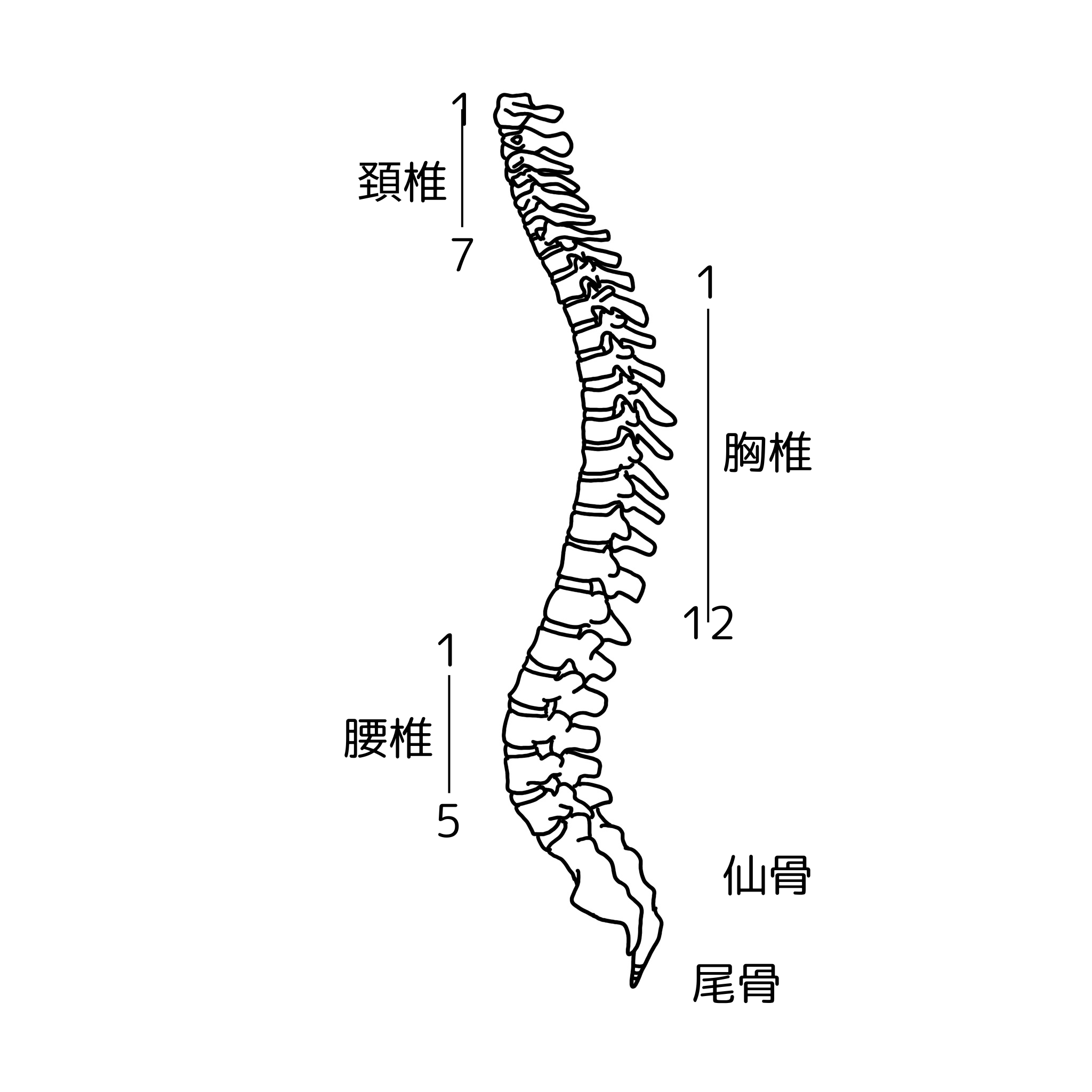 脊椎の構造