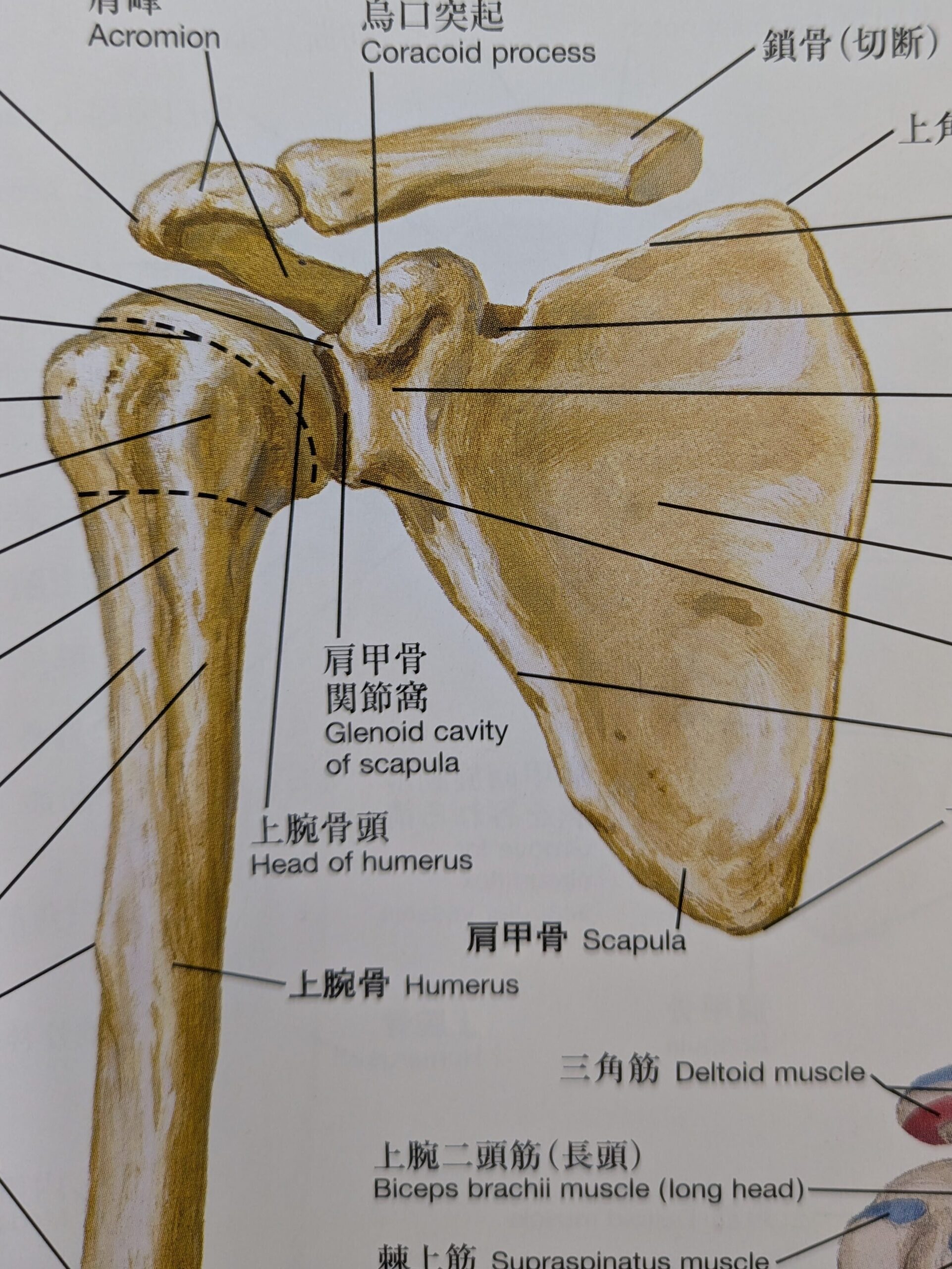 肩甲骨