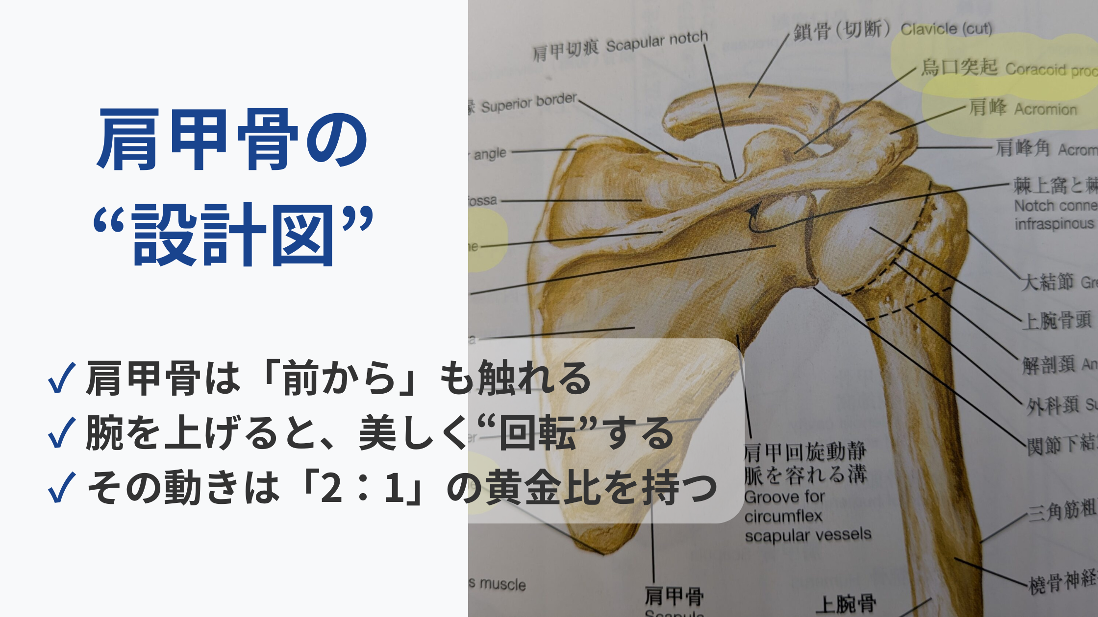 【専門家向け】肩甲骨の“設計図”と３つの秘密がわかるアイキャッチ画像。肩甲骨の美しい解剖図を背景に、「前から触れる」「美しく“回転”する」「動きは2:1の黄金比」という、この記事で解き明かされる知見がまとめられている。