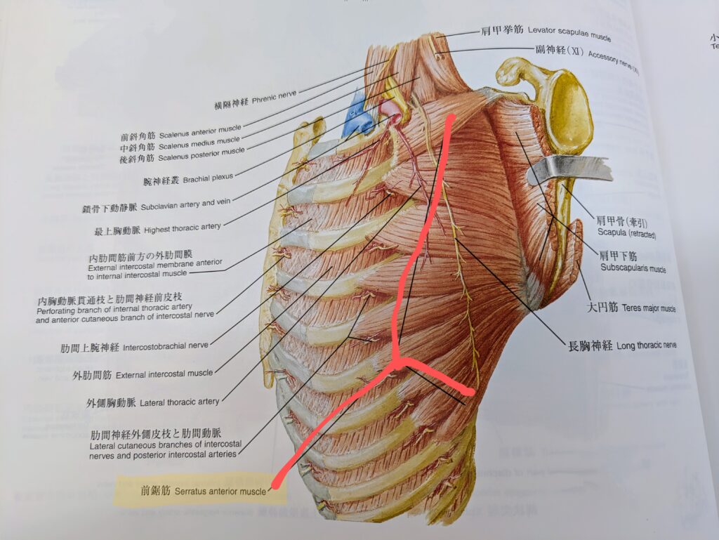 前鋸筋の画像