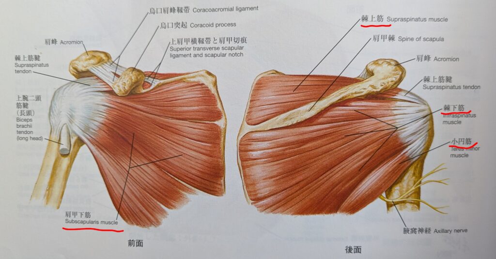 回旋筋腱板（ローテーターカフ）の画像