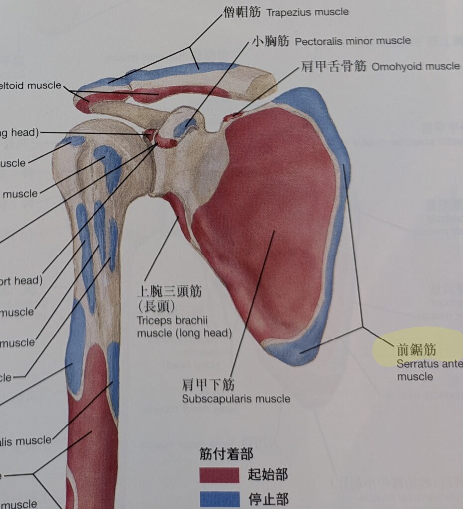 前鋸筋の停止部のわかりやすい画像