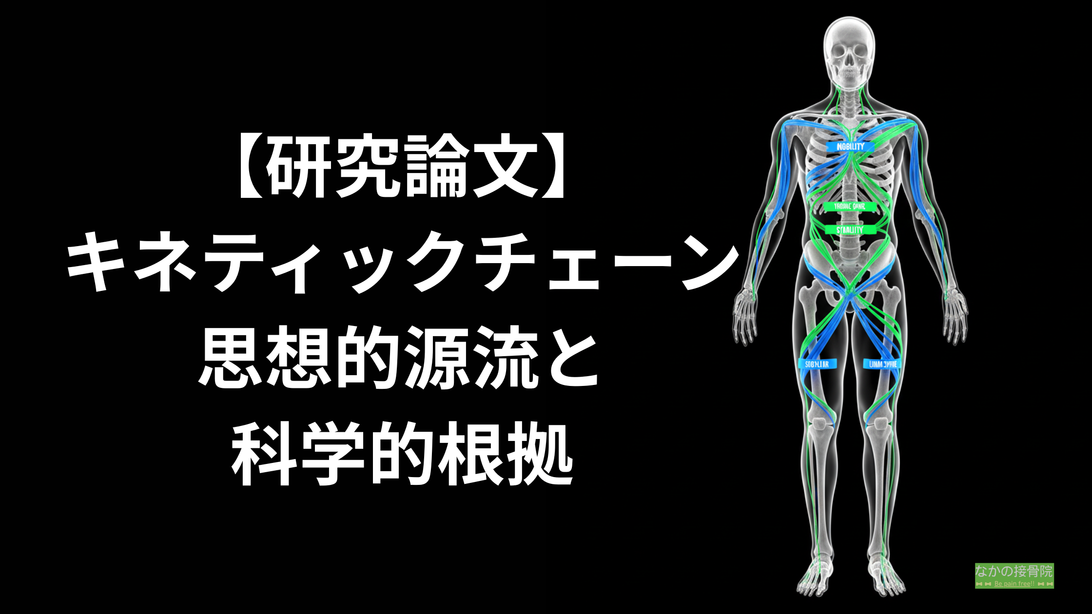 研究論文】運動連鎖(キネティックチェーン)の思想的源流と科学的根拠について。人体の骨格図の上に、青(可動性)と緑(安定性)のラインが描かれた、専門家向けの学術的な記事のアイキャッチ画像。