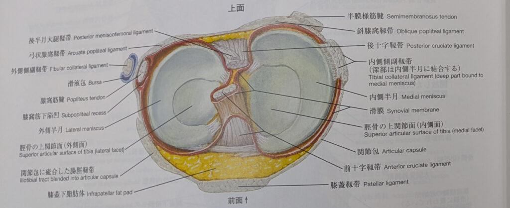 膝の半月板を上から見た脛骨上面の解剖図。血流が豊富な外側(Red Zone)と乏しい内側(White Zone)の違いを解説するための、最も重要なイラスト。