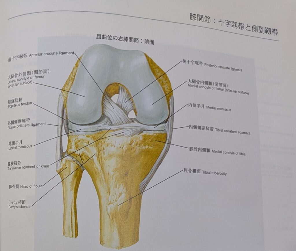 膝関節を正面から見た解剖図。関節“内部”に位置し、血流が乏しく自然治癒しにくい前十字靭帯(ACL)の位置を示している。
